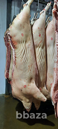 ООО"Сантарин" реализует свиноматки,мелко вес. Одинцово - photo 2