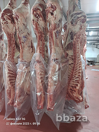 Продаем мясо говядины на экспорт Ярославль - photo 1